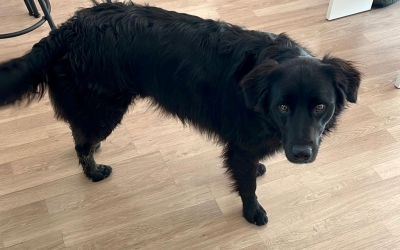 El Nero, la mascota de Ràdio Sabadell | Cedida